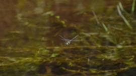 Periyar Tiger Reserve, Indian Emerald dragonfly, PTI, dragonfly, Kerala dragonfly, indian express