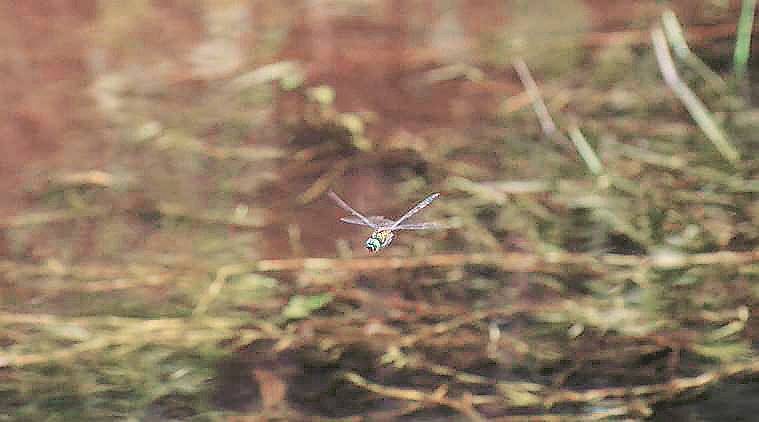 indian Emerald dragonfly, Periyar Tiger Reserve , PTR, dragonfly, Kerala dragonfly, travacore dragonfly, indian express