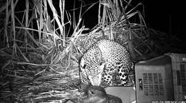 leopard, cubs, nashik village, Biphad taluka, wildlife SOS team, man-animal conflict, indian express, express online