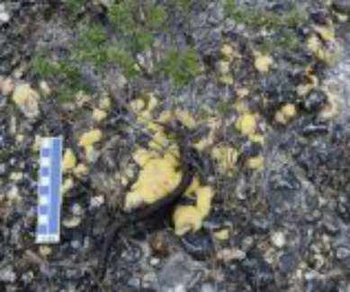 Earth's oldest life form, stromatolites, University of Tasmania, peat-bound karstic wetlands, spring mounds, Tasmanian 'living fossils', micro-organism communities, mineral-rich groundwater