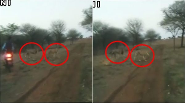 gujarat, gir, gir forest, bikers chase lion, man chase lion, gir forest lions, bikers chase lion gir, viral video, animal videos, indian express