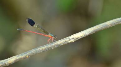 Periyar Tiger Reserve, Indian Emerald dragonfly, PTI, dragonfly, Kerala dragonfly, indian express