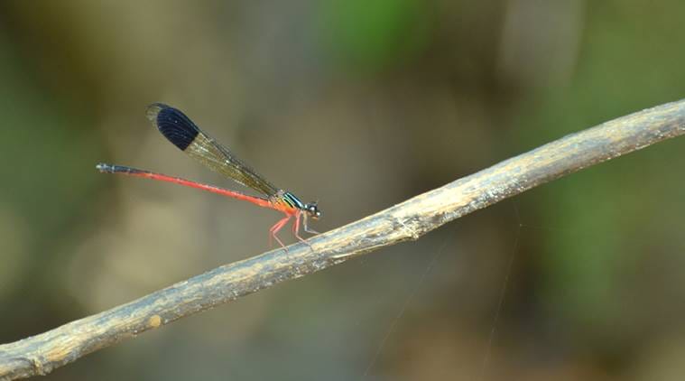 Periyar Tiger Reserve, Indian Emerald dragonfly, PTI, dragonfly, Kerala dragonfly, indian express