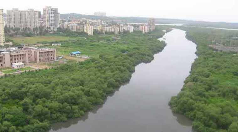 Mumbai Mangroves, Mangroves, Mumbai Aerial Seeding Mangroves, Mangrove Forest, Mangroves Mumbai, Mumbai News, Latest Mumbai News, Indian Express, Indian Express News