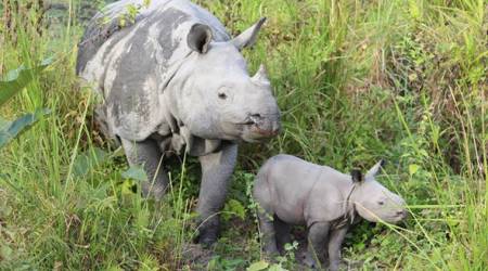 ban on tiger rhino parts trade, tiger rhino parts trade, rhino horn trade, tiger bone trade, china ban on tiger rhino part, china legalising trade of tiger rhino parts, animal parts trade, endangered species, china news, global news, indian express