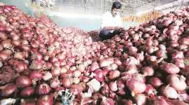 maharashtra onion crisis, maharashtra onion export price, maharashtra onion import price, maharashtra onion farmers, pune news