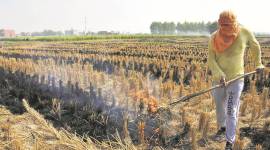 smog, punjab smog, Punjab farmers, paddy harvest, punjab farmers protest, punjab news, indian express news