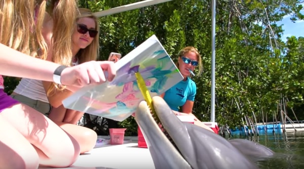 Dolphins, Dolphins painting, Dolphins video, dolphin pictures, viral video, Dolphins viral video, cute Dolphins, social media viral, Indian express, Indian express news