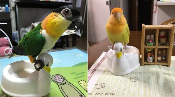 toilet training, pets toilet training, toilet, potty, bird poop, parrot potty, japan parrot potty, japan parrot potty training, odd news, bizarre news, indian express