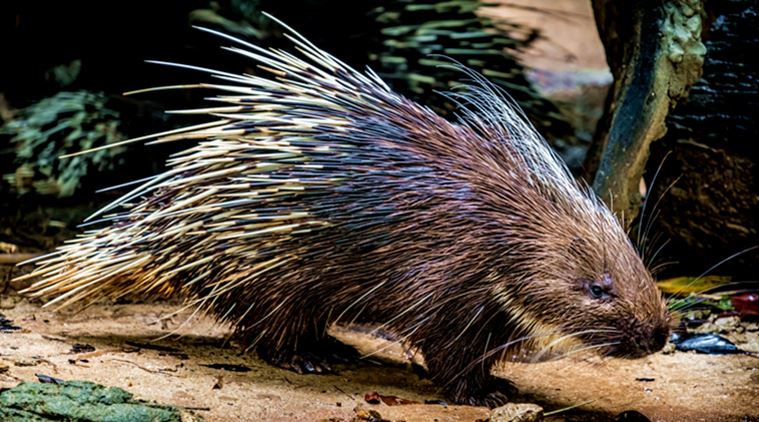 Down In Jungleland: Prickly Pair | Lifestyle News,The Indian Express