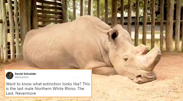 The LAST MALE Northern White Rhino’s viral photo is a red flag for