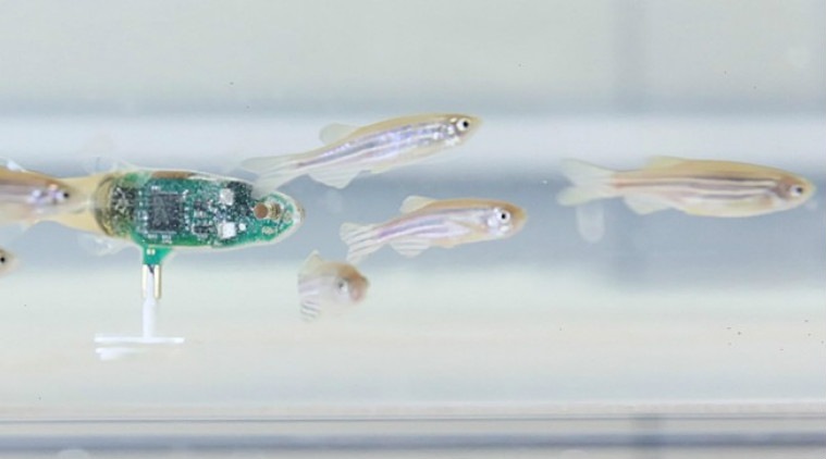 Miniature robot fish developed by Ecole Polytechnique Federale de Lausanne's Robotic Systems Laboratory that tracked the behaviour of zebrafish in closed loop system and spotted physical characteristics patterns and breeding nature which it later imitated