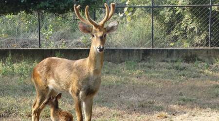 Sangai deer, Manipur's sangai deer, Sangai deer new home, Keibul Lamjao National Park, Manipur news, Indian Express News
