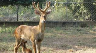 Sangai deer, Manipur's sangai deer, Sangai deer new home, Keibul Lamjao National Park, Manipur news, Indian Express News