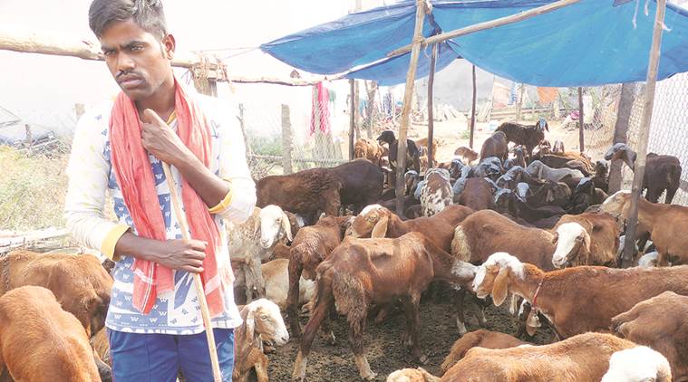 Count your sheep | The Indian Express