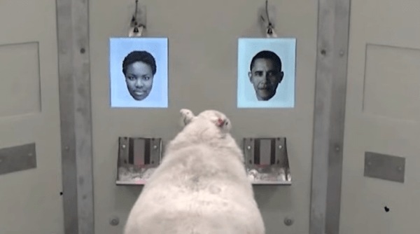 sheep recognise Obama, sheep recognise face test, viral animal video, research on animal behaviour, Indian express, Indian express online