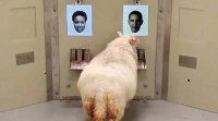 sheep recognise obama, sheep recognise face test, Huntington’s disease, viral animal video, research on animal behaviour,