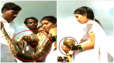 snake garlands, bride groom snake, bride groom snake video, snake videos, snake videos garland bride and groom, indian express, indian express news