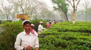 'Wage hike, import duty cut might sound death knell of Assam tea industry'