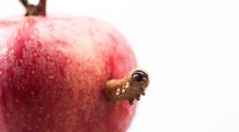 Caterpillar, plastic breakdown, digestive bacteria, Texas Tech University, plastic degradation, polyethylene, microorganisms, landfills, microbial community, moth larvae