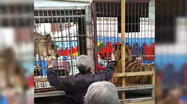 animal attack, man tries to feed tiger, tiger attack video, chinese man feed tiger, tiger bite man hand, viral videos, indian express