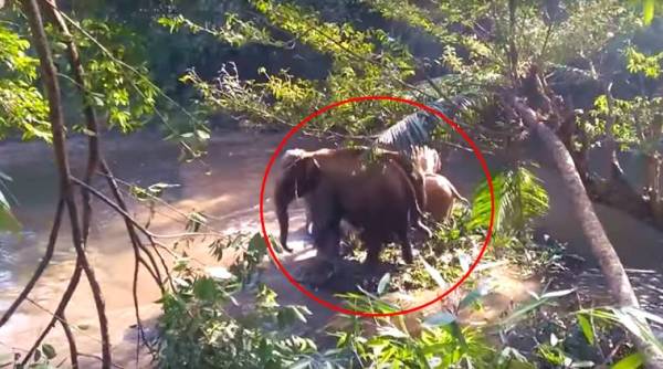 baby elephant video, save baby elephant kerala, kerala elephant rescue, elephant rescue, mother elephant gesture, baby elephant saved, indian express, indian express news