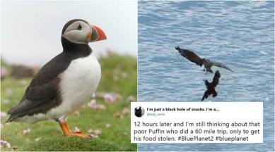 bbc earth, blue planet II, blue planet 2 puffin, puffin food stolen video, puffling, puffin food stolen recations, David Attenborough, viral news, indian express