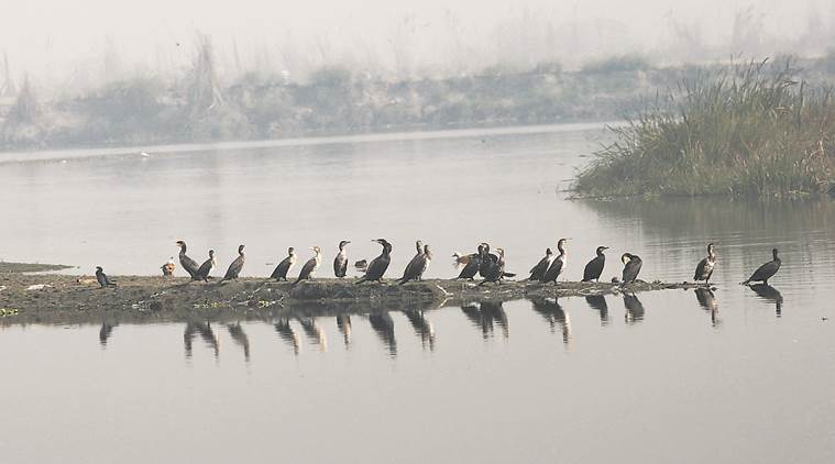 Gujarat may soon declare its first biodiversity heritage sites