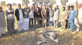 black bucks 759 no alt set