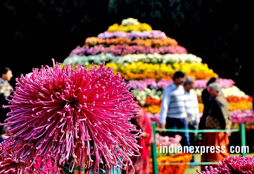 Chandigarh witnesses riot of colours as Chrysanthemum flower show ends ...