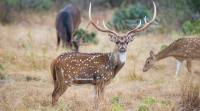 Chital, spotted deer, india spotted deer, spotted deer conservation, chital deer killing, chital deer meat trade, deer conservation in india, deer parks in india, lifestyle news, sunday eye, eye 2017, indian express