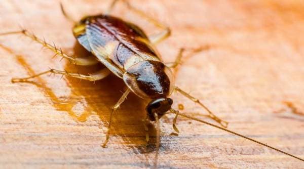 couple carry cockroach on flight, cockroach on flight, weird things people smuggle, chinese couple cockroach flight, weird news, indian express, indian express news