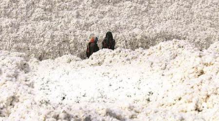 Cotton stockpile at a Jamjodhpur ginning mill.(Express Photo/Javed Raja)