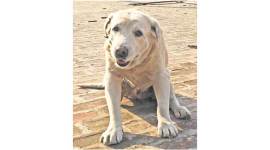 dhoni 759 no alt set