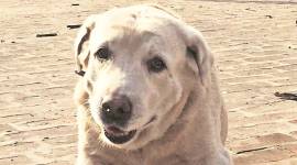 Dhoni dog no alt set