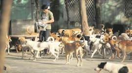 Delhi unsterilised dogs, unsterilised dogs, unsterilised dogs Delhi, lakh unsterilised dogs, South Delhi Municipal Corporation, SDMC, Delhi News, Indian Express, Indian Express News