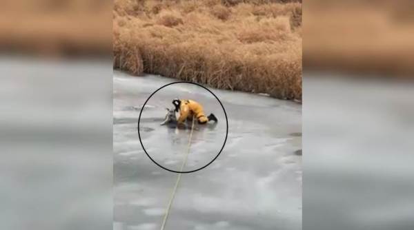 dog videos, dog being saved, dog saved from creek, dog stuck in ice video, animal videos, indian express, indian express news