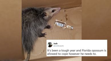 funny news, drunk animal stories, opossum got drunk, animale break into liquor shop drinks alcohol, animal under alcohol influence, florida news, world news, odd news, indian express