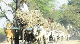 sugarcane cultivation, sugarcane mills, sugarcane farmers, Maharashtra sugarcane farmers, Pune sugarcane farmers, FRP payments, Pune agriculture news, Pune news, Indian express