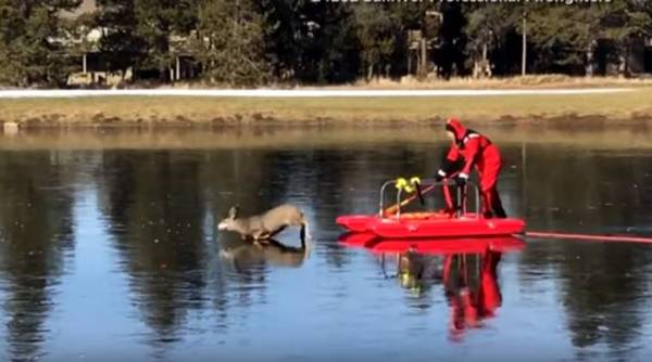 firefighter saves deer, firefighter rescue deer, firefighter santa claus, firefighter red dress on sleigh, firefighter sled red dress, indian express, indian express news