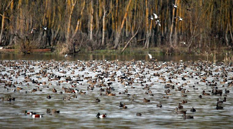 Kashmir, jammu and Kashmir, kashmir birds, Hokersar, kashmir valley, tourists, tourists in kashmir, Brahminy duck, gadwall, garganey, srinagar,
