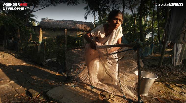 Sunderbans, tigers, tiger population, sundarbans tigers, GenderAnd, gender and stories, Indian express gender and