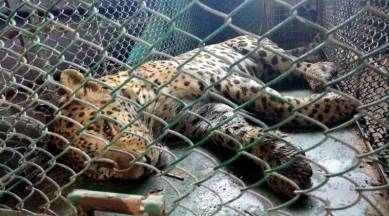 Leopard rescue by wildlife team