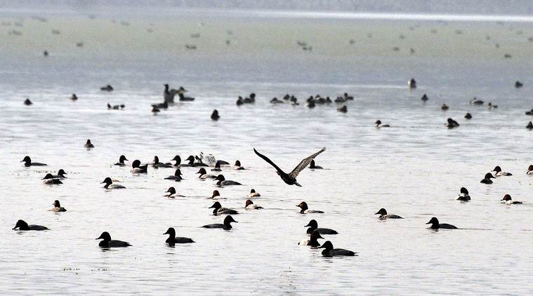 Over 1,500 birds of around 15 species found dead around Sambhar Lake in Jaipur