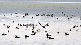 Over 1,500 birds of around 15 species found dead around Sambhar Lake in Jaipur