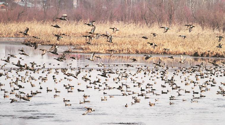 In Valley without tourists, Hokersar is alive with beat of wings ...