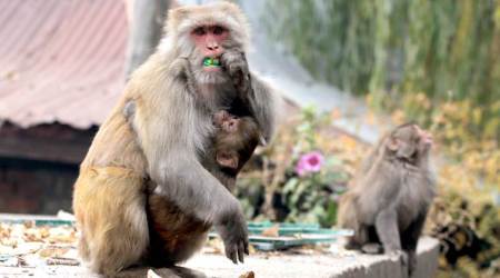 Delhi monkey menace