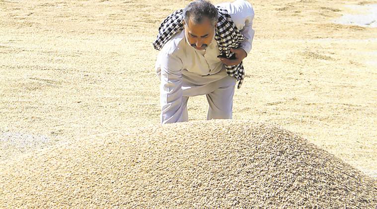 paddy growth in punjab, punjab paddy growing, punjab paddy procurement, punjab agriculture, punjab farmers, punjab news, indian express news