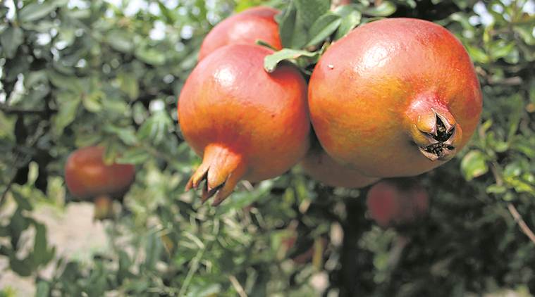 Pune: Drought casts its shadow on pomegranate exports