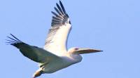 birds, animals, wild life, nature, birds flight, bird watching, indian express, indian express news